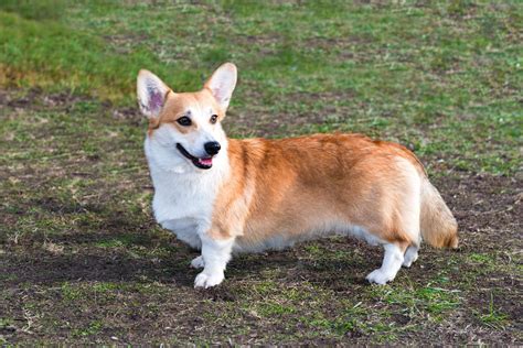 Find local cardigan welsh corgi puppies for sale and dogs for adoption near you. Cardigan Welsh Corgi - Full Profile, History, and Care