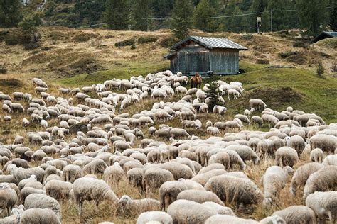 Flock Of Sheep In The Mountain Pasture Free Stock Photo Picjumbo