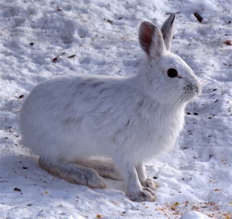 Animals In Winter Snowshoe Hare