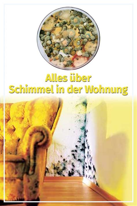 Beseitigen sie schimmel in der wohnung daher fachgerecht und professionell. Schimmel in der Wohnung | Wohnung, Schimmel entfernen ...