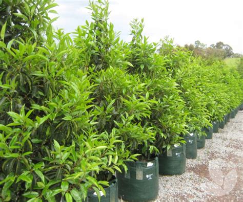 Our trees are grown just outside of melbourne and are pruned throughout the year to make sure you have a traditionally shaped tree. Prunus lusitanica - Evergreen Prunus, Portuguese Laurel ...