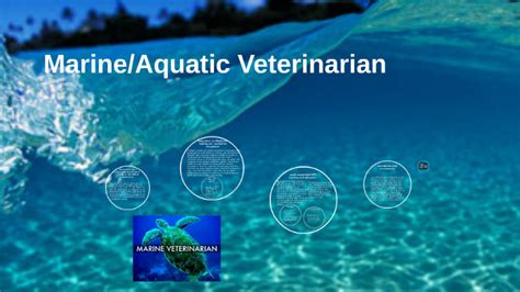 Marineaquatic Veterinarian By Amanda Benefield On Prezi