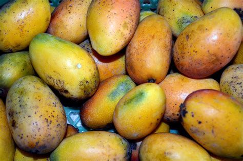 Delicious Mangoes Free Stock Photo Public Domain Pictures