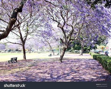 Depending on the type of citrus, height and width will vary but can range anywhere from two to eight metres. Beautiful Jacaranda Trees New Farm Park Stock Photo ...