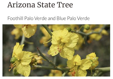 The Arizona Native Plant Society