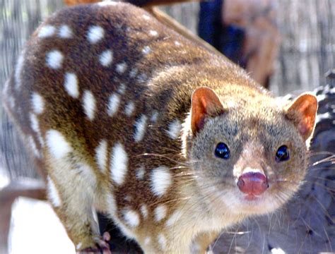 Tiger Quoll Rare Animals Zoo Animals Animals And Pets Funny Animals