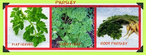 Parsley leaves and roots are popular as condiments and garnish worldwide. USHA'S KITCHEN: Parsley is a member