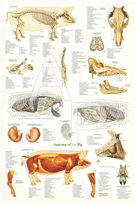 Pig Internal Anatomy Poster | Anatomy, Skeleton anatomy, Animal science