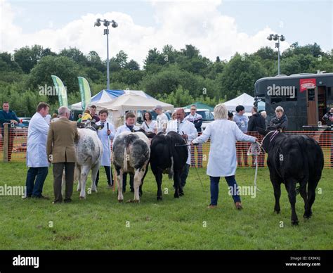 Cattle Display At Bury Agricultural Show Stock Photo Alamy
