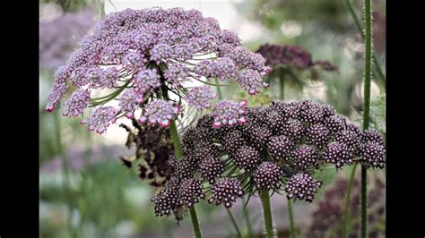 Grow A Long Wild Carrot Daucus Carota Dara YouTube