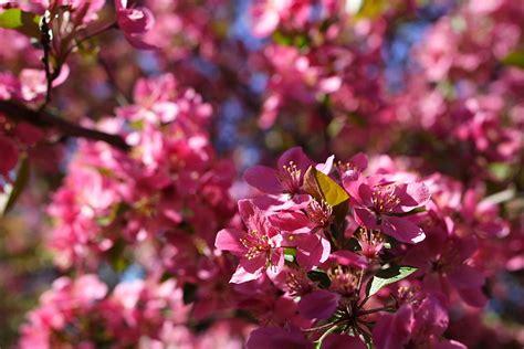 In fact, two states found a state flower that isn't a flower at all. File:Pink-flowers-tree - West Virginia - ForestWander.jpg ...