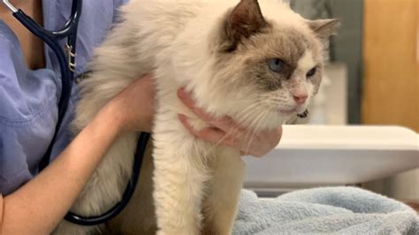 45 Purebred Ragdoll Cats Rescued From Out Of Control