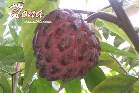 Fruits buah nona dato' professor dr. Amanda Putri's Garden: Khasiat Nona