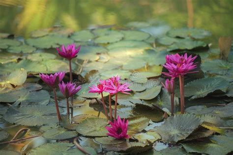 Beautiful Water Lily Or Lotus Flower Stock Image Image