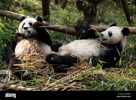 Introducir 61 Images Foto De Oso Panda Comiendo Bambu Viaterramx