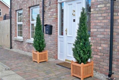 I will show you how to easily unlock the new body morph. Artificial 5ft cedar pine cypress conifer tree - The ...