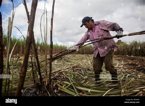A Sugar Cane Farmer Harvests Sugarcane On A Plantation In Belize The Sugar Cane Is Processed
