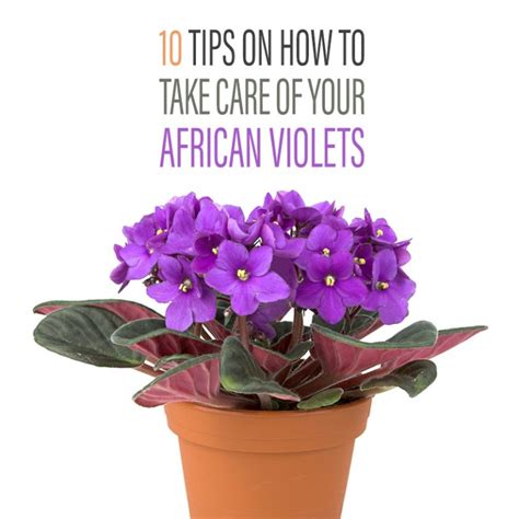 10 Tips On How To Take Care Of Your African Violets The Cottage Market