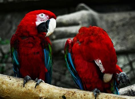Premium Photo Two Red Parrots Rest On A Fallen Tree Trunk