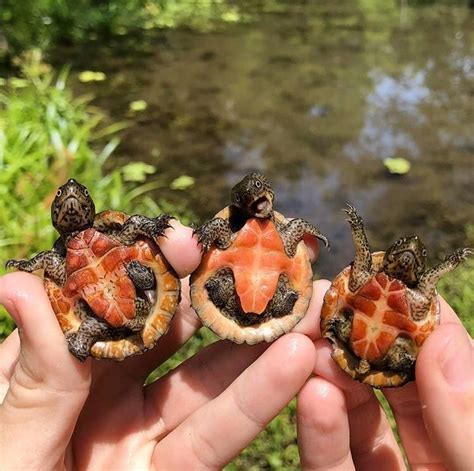 These Expressive Baby Loggerhead Turtles Are The Cutest Things Ive