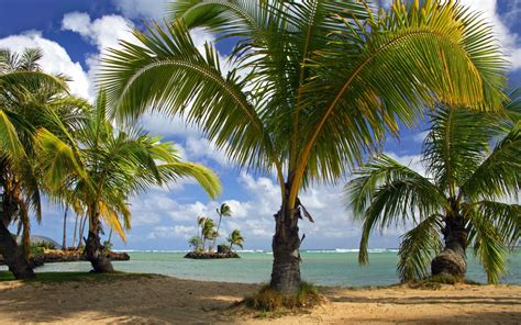 Pics Of Coconut Tree On Beach Coconut Tree Images Hd 1920x1200