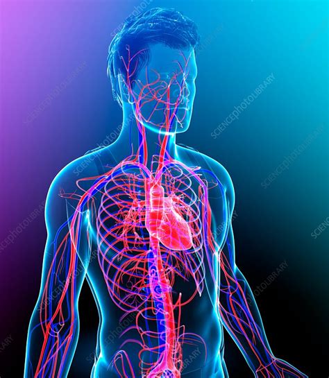 Male Heart Illustration Stock Image F0159124 Science Photo Library