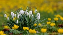 Blumen Schneeglöckchen Krokus gelben Frühlings HD Desktop-Hintergrund ...