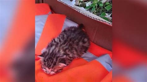 Kitten Saved From Bedlington Recycling Centre Crusher Recovers Bbc News