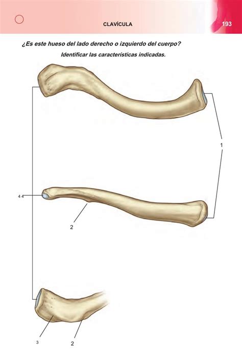 An Image Of A Diagram Of The Bones And Their Functions In Human Anatomy With Caption Below