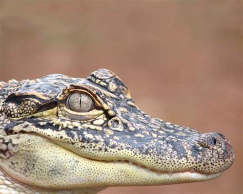 Predators And Preys Alligator American Alligator Crocodiles