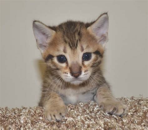 Bengal kittens, savannah kittens, serval kittens and cracal kittens in our large breeding program, all of our kittens. F6 Savannah Kittens for Sale Amanukatz Savannah Cats Ohio ...