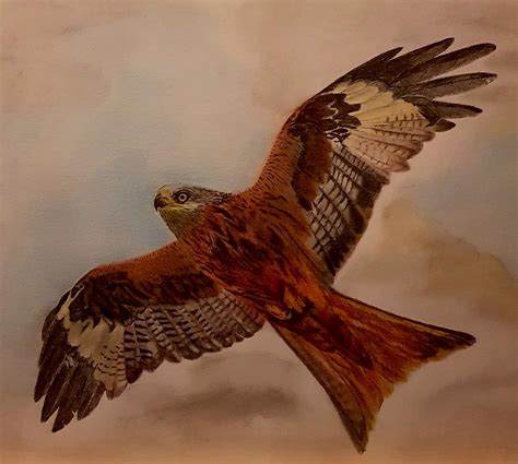Red Kite In Flight Drawing By Zibidee Arts And Chris Podmore