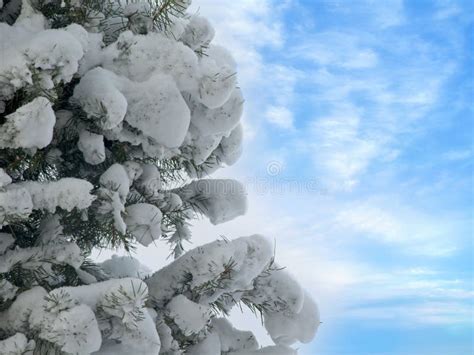 Pine Tree Branches Covered In Snow Stock Image Image Of Blue Snowy