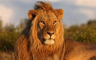 León (Panthera leo) - Características, dónde vive y qué come