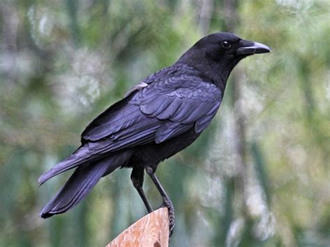 Animal Facts News And Info Whats The Difference Between A Raven And