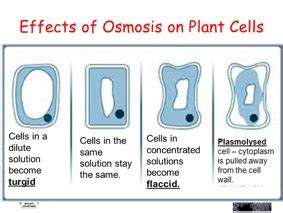 Osmosis is the process where solvent molecules move through a semipermeable membrane from a dilute solution into a more concentrated solution (which becomes more dilute). Osmosis | What Is It? | A-Level (A2/AS) Biology Revision Notes
