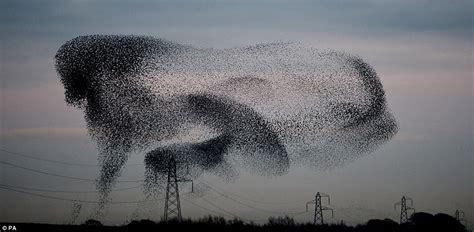 Incredible Photos Ofhe Moment Ten Thousand Starlings Fly In Formation