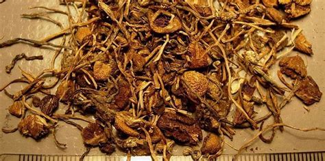 Psilocybin Study Shows Beneficial Effects Of Microdosing