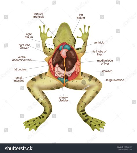 Frog Anatomy Frog Diagram Frog Dissection ภาพประกอบสต็อก 1730459785