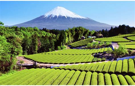 Picture Of The Day Japanese Tea Plantation Near Mount Fuji Twistedsifter