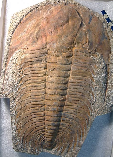 Acadoparadoxides Briareus Fossil Trilobite Middle Cambrian Sidi