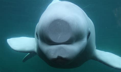 Albino Beluga Whales Squashed Nose As He Takes Closer Look At Aquarium