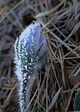 Frost On A Spring Flower Photograph by Karen Rispin | Fine Art America