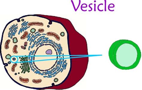 Quia Cell Organelle Pictures