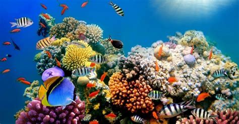 Coral Reef Art On The Great Barrier Reef Blue Ocean Network
