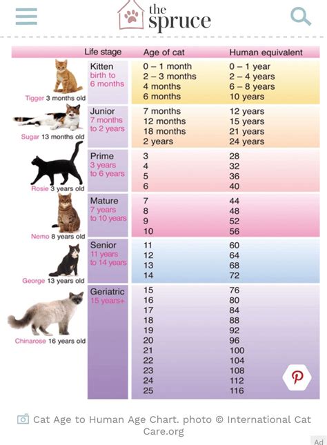 Cat Age To Human Age Chart Crazy Cat Lady Crazy Cats Cat Years Cat