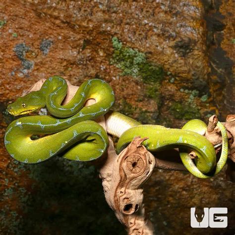 Baby Jayapura Green Tree Pythons Morelia Viridis For Sale