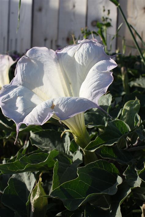 White Flower Datura Wrightii Or Sacred Datura Ewen Roberts Flickr