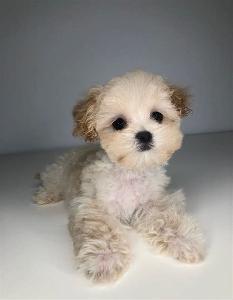 Perfect Tiny Teacup Maltipoo Puppy For Sale Iheartteacups