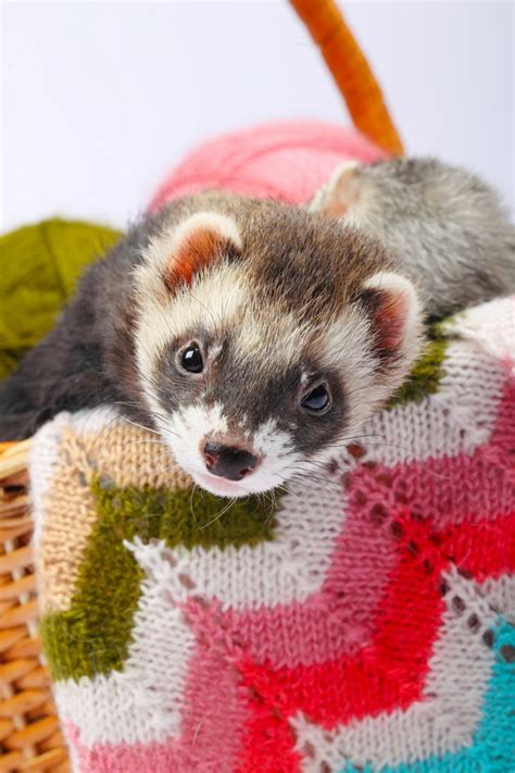 Caring For Pet Ferrets Thriftyfun